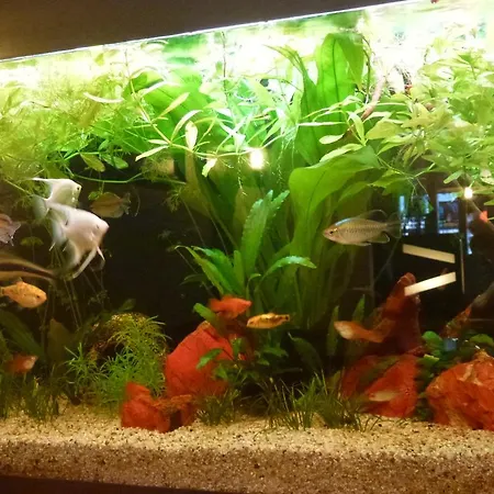 Szálloda Bahnhof Interlaken